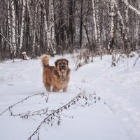 Прогулка по зимнему лесу. :: Виктор Киселев