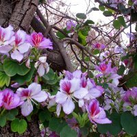 Цветение орхидного дерева(Баухиния) :: Nelly Lipkin