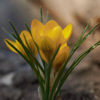 цветы весны :: gribushko грибушко Николай
