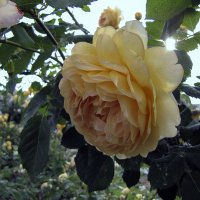 Golden Celebration Rose :: Сергей Мягченков