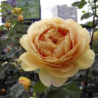 Charles Darwin Rose :: Сергей Мягченков