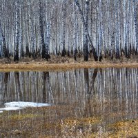 Весеннее отражение :: Геннадий Ячменев