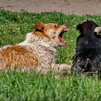 - Не рыжая,а золотистая! Сколько можно повторять? :: Александр Анатольевич