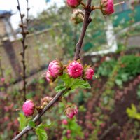 Mitte Frühling-Teerose :: Денис/Алина Крылов(а)