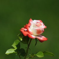 Розы - мои любимые цветы... :: Buba-1_2M Исаков