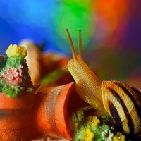 snail's garden :: Наталья Голубева