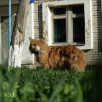Кошка на прогулке :: Илья Власенко