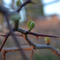 Колючий :: Валерия Стегно