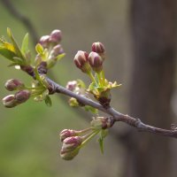 цветущая вишня :: Ярослава Дурова