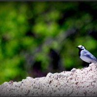 птицы :: AVETIS GHAZANCHYAN