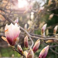 Magnolia :: Janusz Wrzesień