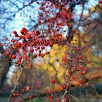 ягодные краски осени :: Елена Познокос