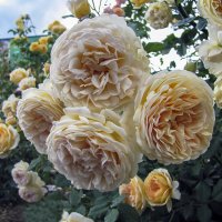 Crown Princess Margaretha Roses :: Сергей Мягченков