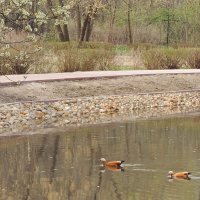 Огари в городских прудах. :: Геннадий Александрович