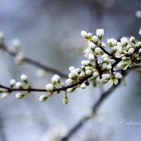 Весна :: Katrin Tararak