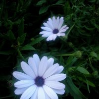 цветы :: oxana 
