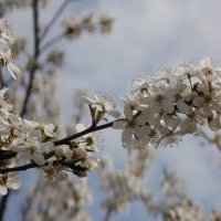 Жу, жу я на веточке сижу) :: Наталья Полочанка