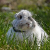 Весенний кролик :: Яна Чащина