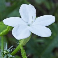 Белый полевой цветок :: Artak Khachaturyan 