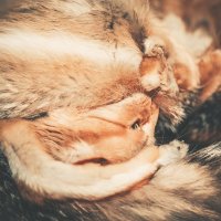 Cat & Fox :: Anna Krokhmal 