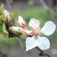 Цветы карликовой вишни :: Виктория Стукалина