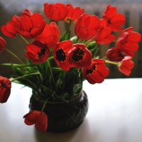 Тюльпаны :: Ingirinka Слюсарева Ирина