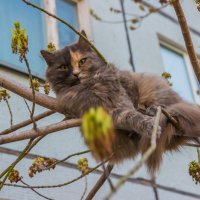 ...ты хто такой? давай досвиданья... :: Сергей Сердечный