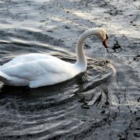 лебедь в кружевах :: Елена Познокос