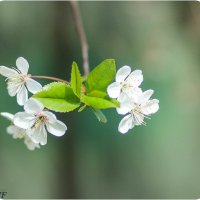 Весеннее цветение. :: Nonna 