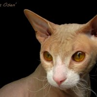 cornish rex :: Alexandra Osen'