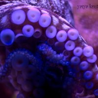 Octopus :: yasya krutova