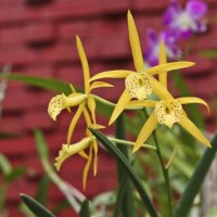 Орхидея :: Надежда Карасева