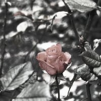 меланхоли де ля роз :: Pavel Stolyar