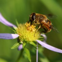 Пчела :: Мария Красильникова