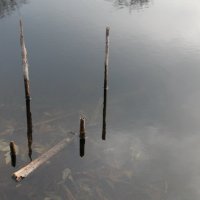 тросник в озере :: дмитрий гапеев