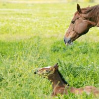 лошадь с малышом :: Мария Пикалова