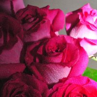 розы :: Вероника Манакова (Изотова)