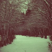 Winter Forest :: Натали V