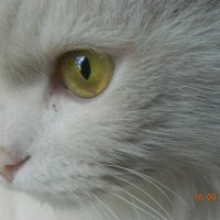 белый кот :: Мария Шумаева