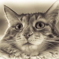 Retro Cat's portraite :: Олег Ионичев