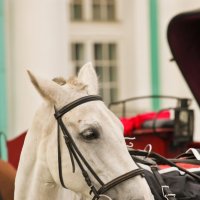Конь на площади :: Евгения Ермолаева