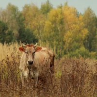 Кто здесь? :: Светлана Кудряшова