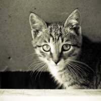 Аршанский кот:) :: Дмитрий Долгих
