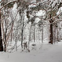 зимний лес :: Сергей Бурнышев