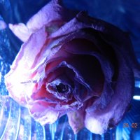 ледяной цветок :: Мария Шумаева