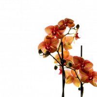 орхидея :: Марина Воржева