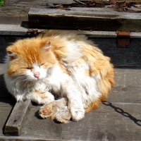Старый,подброшенный кот. :: Елизавета Успенская