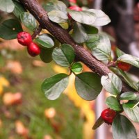 Осенние ягоды :: Полина Ваневская