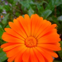 цветок :: Виктория Семенова