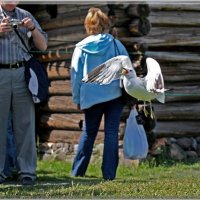 Воздушные танцы. :: Владислав Куликов